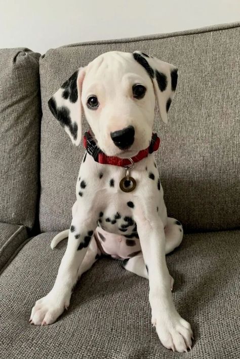 A cute Dalmatian puppy Dalmatian Puppy, Dalmatian Dog, Cute Dog Photos, Dalmatian Dogs, Really Cute Dogs, Pretty Dogs, Cute Animal Photos, Cute Animal Pictures