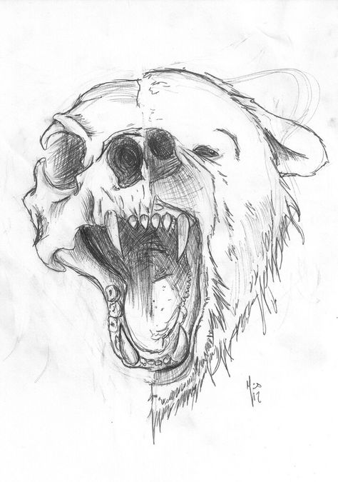 Bear/skull tattoo Bear Sketch, Bear Skull, Výtvarné Reference, Bear Drawing, Bear Tattoo, Desenho Tattoo, Animal Sketches, Animal Skulls, Sketchbook Art Inspiration