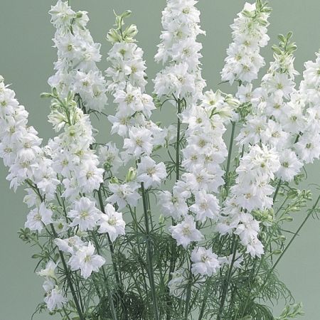 White Larkspur Bouquet, Larkspur Aesthetic, Dundas Castle, White Delphinium, White Larkspur, Larkspur Flower, July Flowers, Wedding Boards, Delphinium Flowers