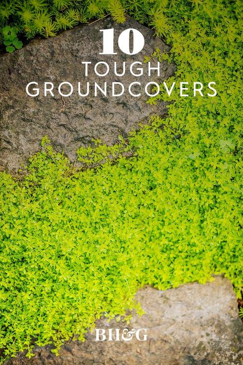 Groundcover Plants, Grass Alternative, Evergreen Groundcover, Lawn Alternatives, Moss Garden, Lawn And Landscape, Ground Cover Plants, Autumn Garden, Ground Cover