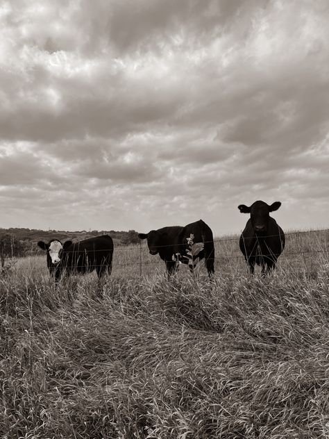 Black And White Cattle Photography, Black And White Wallpaper Country, Black And White Aesthetic Country, Black And White Country Aesthetic, Black And White Cow Pictures, Black And White Western Wallpaper, Western Asthetic Picture, Cow Aesthetic Wallpaper, Cattle Wallpaper