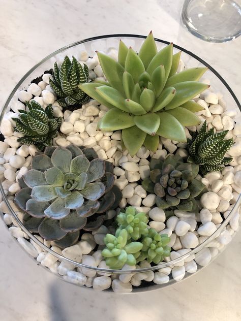 Terrarium Plant, Outdoor Space Design, Rock Garden Design, Art Decor Diy, Garden Terrarium, Terrarium Plants, Terraria, Glass Terrarium, Succulent Arrangements