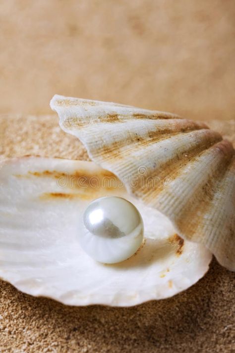 Pearl on the seashell. (seaside , #AD, #Pearl, #seashell, #seaside #ad Rare Meaning, History Meaning, Small Business Instagram, Ap Studio Art, Pearl Birthstone, Underwater Creatures, Handmade Gift Tags, June Birthstone, Sea Pearls