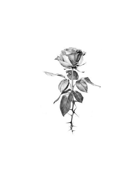 Micro Realism Rose Tattoo, Micro Real Tattoo, Rose Tattoo Realism, Realism Flower Tattoo, Micro Realism Tattoo Design, Micro Realism Tattoo, Tattoo Shop Interior, Rose Drawing Tattoo, Forearm Band Tattoos