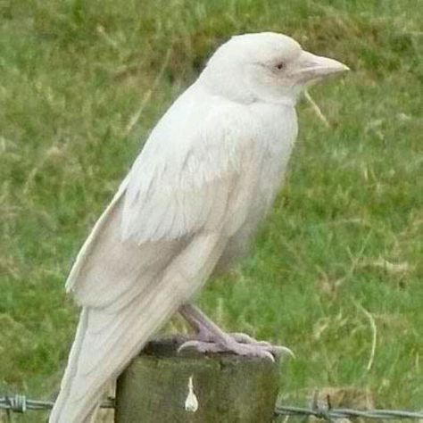 White crow ?? Albino Crow, Sisters Black, Rare Albino Animals, White Raven, White Crow, Söpö Kissa, Albino Animals, Jackdaw, Brothers Sisters