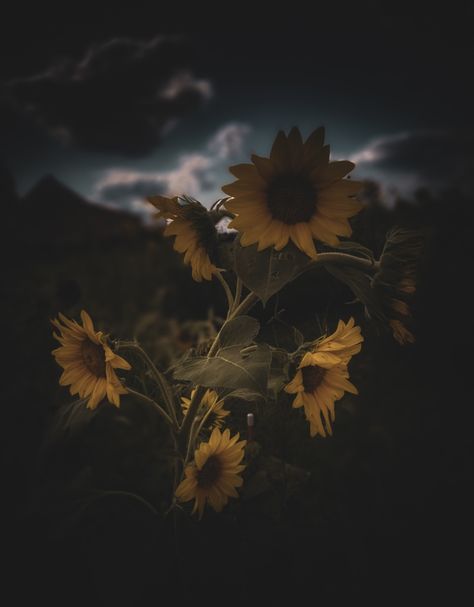 Sunflower photography Midwest Horror, Dark Sunflower, Pretty Sunflowers, Sunflower Aesthetic, Black Sunflower, Sunflower Photography, Story Aesthetic, Mural Ideas, Second Story