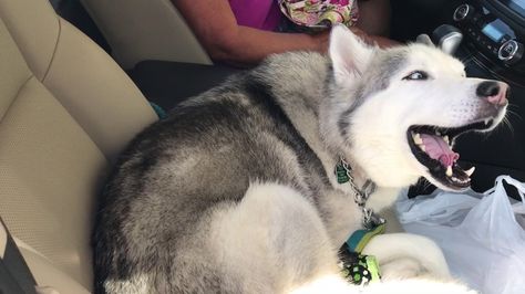 Stubborn Siberian Husky Loudly Refuses to Give Up the Front Seat of His Human's Car Siberian Husky Names, Husky Names, Husky Puppy, Husky Dogs, Dogs Of The World, Weird Animals, Siberian Husky, Giving Up