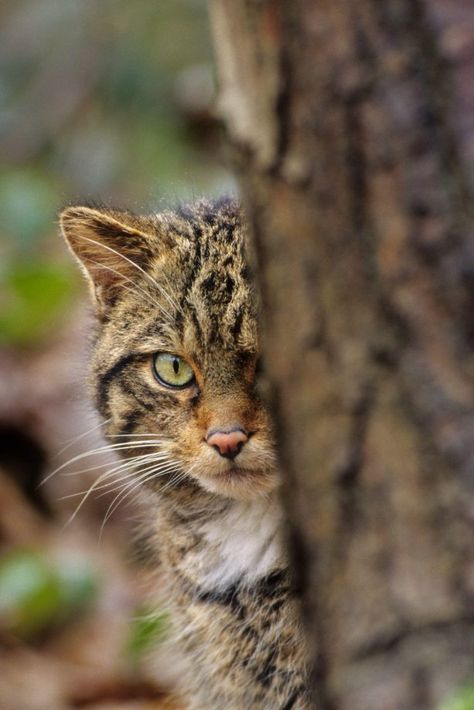 Scottish wildcat (Felis silvestris grampia) Scottish Wildcat, Scottish Animals, Small Wild Cats, British Wildlife, Feral Cats, Domestic Cat, Cat Rescue, Beautiful Cats, Big Cats