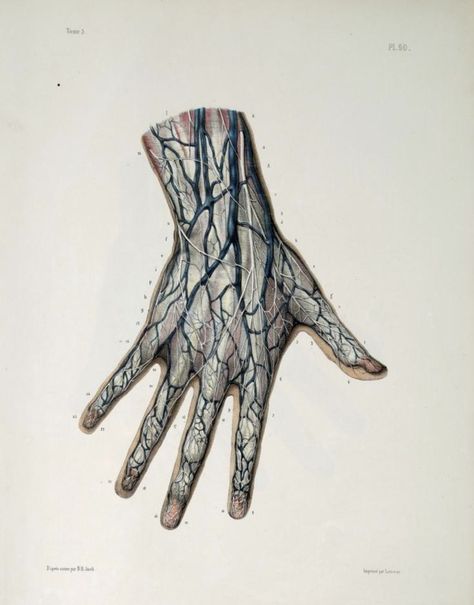 ☤ MD ☞☆☆☆ Main - vascularisation. Hand Veins, Hand Anatomy, Medical Art, Gcse Art, Scientific Illustration, Medical Illustration, Art Style Inspiration, Human Anatomy, Blood Vessels