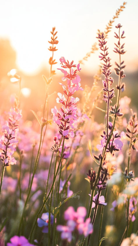 Gorgeous floral wildflowers at sunset! Download this free phone wallpaper using the three dots at the top right of this image! Enjoy and follow us on Pinterest for freebie updates. Wildflower Iphone Wallpaper, Background For Home Screen, Iphone Refresh, Home Screen Lock Screen, Screen Lock, Color Design Inspiration, Free Phones, Free Phone Wallpaper, Three Dots