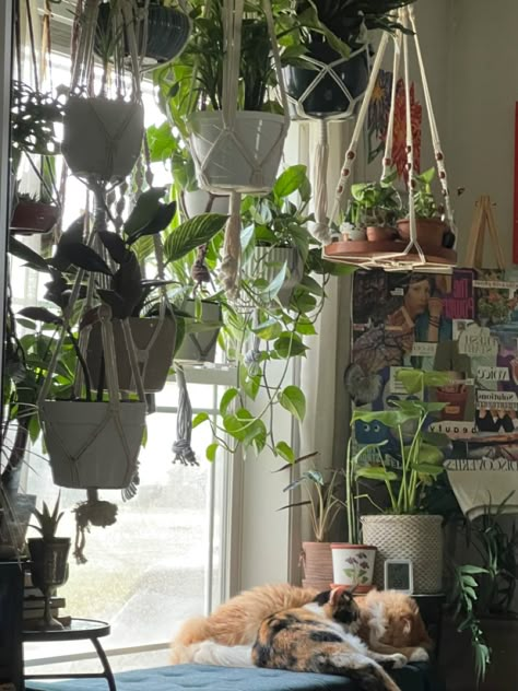 Cats With Plants Aesthetic, Plants And Cats Aesthetic, Taking Care Of Plants Aesthetic, Pothos Aesthetic, Inspire Room, Plant Mom Aesthetic, Aesthetic Plant, Plants Aesthetic, Vision 2024