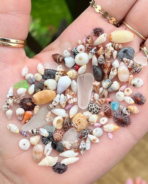 Kimmy Kai Hawaii 🐚🌊✨ on Instagram: "Tiny Tuesday Maui Edition 🐚💛 Got caught in a huge white out rainstorm right at the end of finding all of these itty bitties… worth it 🙌🏽 Beautiful Laiki shells, neon dusky cone, a perfect juvenile cone shell, a few nice pieces of sea glass, some tiny pukas, opihi shells, fringed cowries, and I even found one trivia shell! #shellyeah #tiny #mini #maui #travel #adventure #explore #wanderlust #photooftheday #happy #ocean #fun #beautiful #aloha #shell #n Shells Aesthetics, Collecting Shells, Seashell Collection, Tiny Shells, Types Of Shells, Ocean Shells, Crab Shells, Cone Shell, The Sound Of Waves