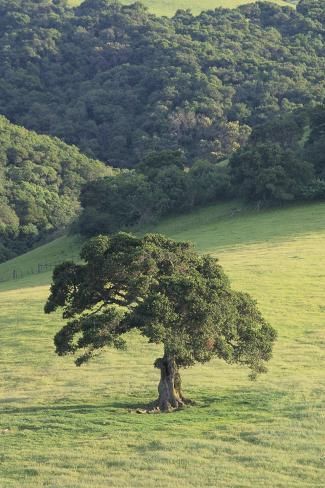 size: 24x16in Photographic Print: Oak Tree by DLILLC : Cuisine Oak Trees Landscaping, Picture Tree, Live Oak Trees, Giant Tree, Tree Canopy, Lone Tree, Live Oak, Tree Shop, Unique Trees