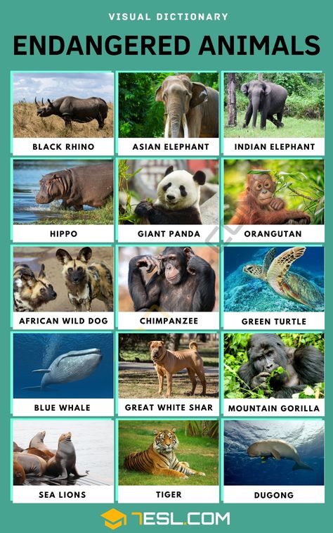 Endangered Species Activities, Endangered Animals Activities, Endangered Animals Project, Animal Vocabulary, Animals Endangered, Animals List, Animals Name In English, Endangered Plants, Rainforest Animals