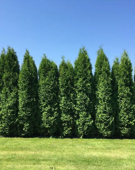 How to Grow Green Giant? — Tips for Raising Arborvitae Arborvitae Fence, Green Giant Tree, Arborvitae Landscaping, House Tree Plants, Fast Growing Privacy Shrubs, Green Giant Arborvitae, Giant Arborvitae, Thuja Green Giant, Shrubs For Privacy