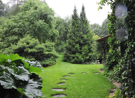 August Garden, Conifers Garden, Large Backyard Landscaping, Japanese Umbrella, Pergola Designs, Garden Tours, Garden Set, Green Garden, Trees And Shrubs