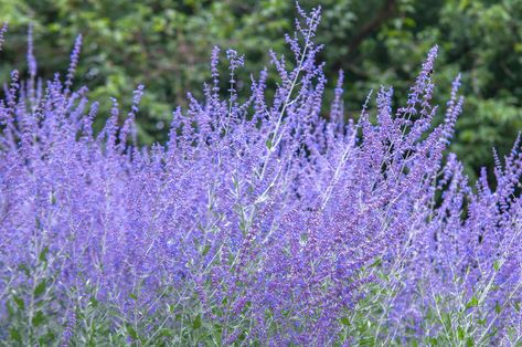 Russian Sage (Perovskia atriplicifolia) is a drought-tolerant perennial known for its delicate silver-gray foliage and striking lavender-blue blooms. Russian Sage, Late Summer Flowers, Drought Tolerant Perennials, Sage Plant, Rock Garden Plants, Blue And Purple Flowers, Pampas Gras, Ground Cover Plants, Lavender Plant