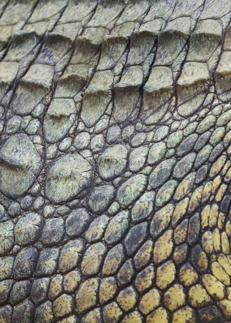 Reptile Scales, Scale Texture, Nile Crocodile, Reptile Skin, Lizard Skin, Animal Print Wallpaper, Texture Inspiration, Apex Predator, Skin Pattern