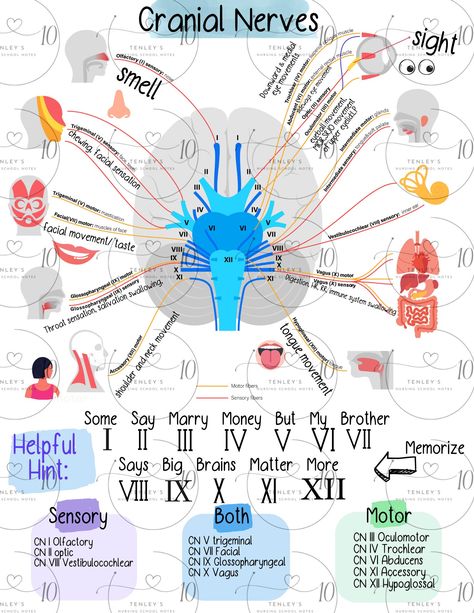 This is a digital product. You will not receive a physical product. Please feel free to contact me with any questions :) Med School Study, Nursing School Essential, Nursing School Motivation, Basic Anatomy And Physiology, Nurse Study Notes, Med School Motivation, Medical Student Study, Nursing School Survival, Cranial Nerves