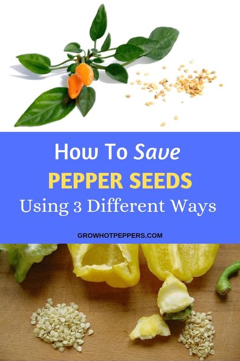 Saving Bell Pepper Seeds, How To Save Pepper Seeds, Saving Pepper Seeds, Pepper Seeds From Peppers, How To Store Peppers, Seed Harvesting, Growing Jalapenos, Harvesting Seeds, Growing Hot Pepper