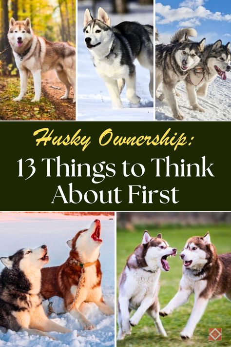 Before you get a Husky, read these 13 important facts! This breed is full of personality but comes with unique challenges like a strong prey drive, independent streak, and high activity levels. If you're thinking about adopting a Husky, make sure you're prepared for their specific needs. Save this pin to your Dog Breeds board, and click to learn more about the ups and downs of Husky ownership and how to decide if they’re right for you. Husky Shedding, Husky Aesthetic, Husky Faces, Husky Owner, Energizer Bunny, First Dog, Shepherd Mix Dog, German Shepherd Mix, Siberian Huskies