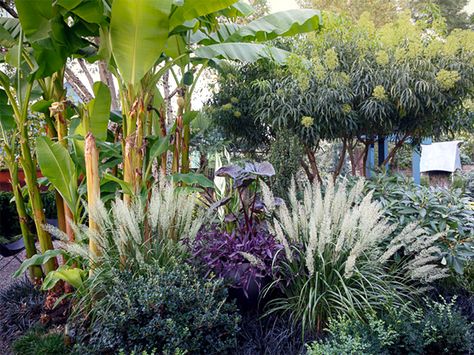 5 Tropical Plants for Zone 8 Tropical Plants Zone 8, Tropical Backyard Landscaping Zone 8, Zone 8 Landscape Design, Plants For Zone 8 Landscapes, 8b Gardening Zone Plants, 8b Landscaping, Zone 8 Landscaping Front Yards, Zone 8 Flowers, Zone 8b Plants