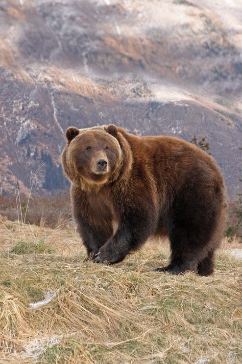 Female Interior Grizzly. (by AlaskaFreezeFrame) Bear Standing, Photo Animaliere, Brown Bears, Bear Photos, Bear Pictures, Majestic Animals, Bear Art, Grizzly Bear, Black Bear