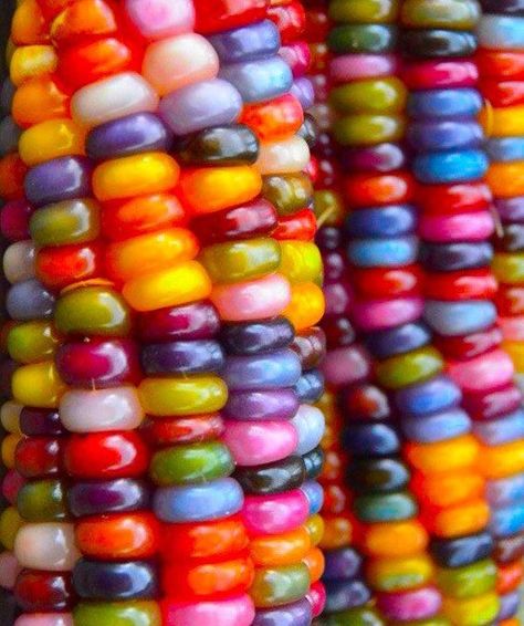 Crazy Plants, Colorful Corn, Healthy Takeaway, Gem Corn, Rainbow Foods, Rainbow Corn, Corn Painting, Popcorn Seeds, Glass Gem Corn