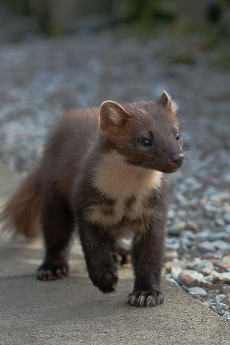 Pine Martin, Pine Marten, Good View, Animal Reference, Interesting Animals, Young Animal, Used Watches, Lion Art, Silly Animals