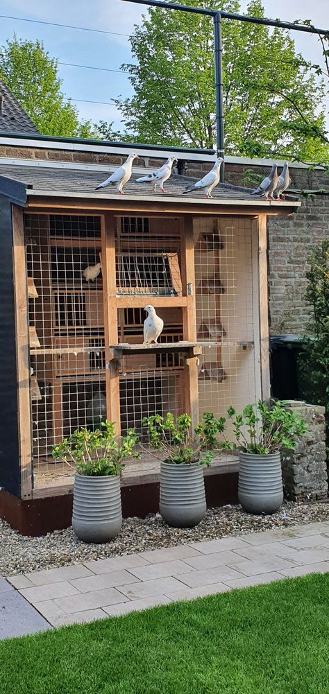 Homing Pigeons Loft, Pigeon Cage Design, Pigeon Aviary Ideas, Pigeon House Design, Pigeon Aviary Outdoor, Pigeon Loft Ideas, Pigeon Coop Ideas, Pigeon Loft Design Plans, Pigeon House Ideas