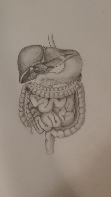 https://www.etsy.com/shop/RebeccasRandomness?ref=search_shop_redirect Digestive System Drawing Aesthetic, Organ Drawings Art, Medical Anatomy Drawing, Realistic Brain Drawing, Anatomical Drawings Medical, Human Body Drawing Anatomy, Organs Art Aesthetic, Science Drawings Sketches, Medical Drawings Sketches