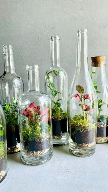 Glass Bottle Repurposed, Soda Bottle Terrarium, Wine Glass Terrarium, Terrarium In Bottle, Liquor Bottle Terrarium, Recycled Terrarium, Glass Bottle Plants Ideas, Bottle Terrarium Diy, Plants In Glass Bottles