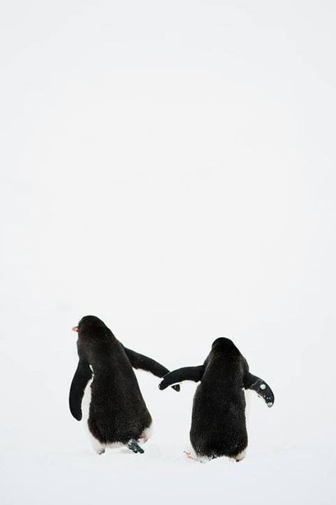 Penguin love. Excuse me while I go melt in the corner from all this CUTE-ness. Penguin Walk, Photography Butterfly, Two Penguins, Penguin Tattoo, Gentoo Penguin, Penguin Love, Cute Penguins, Animal Planet, Baby Dogs