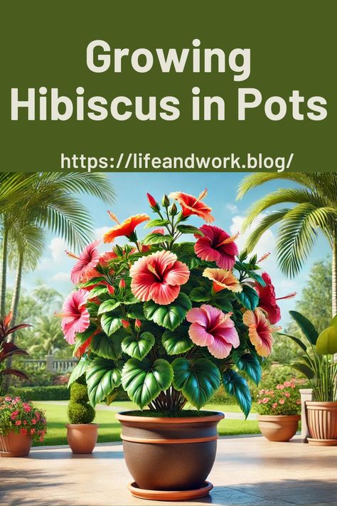 Growing Hibiscus in Pots Hibiscus Container Garden, Hibiscus In Pots, Potted Hibiscus, Growing Hibiscus, Hardy Hibiscus, Hibiscus Rosa Sinensis, Hibiscus Plant, White Flies, Peat Moss