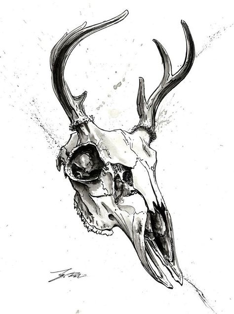 Toros Tattoo, Deer Skull Drawing, Deer Skull Tattoos, Skull Sketch, Goat Skull, Samurai Artwork, Deer Skull, Skull Illustration, White Drawing