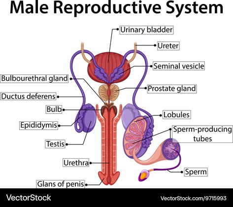 Male Reproductive System Anatomy, Human Reproduction, Male Reproductive System, Learn Biology, Anatomy Images, Presentation Pictures, Female Reproductive System, Medical Anatomy, Reproductive System