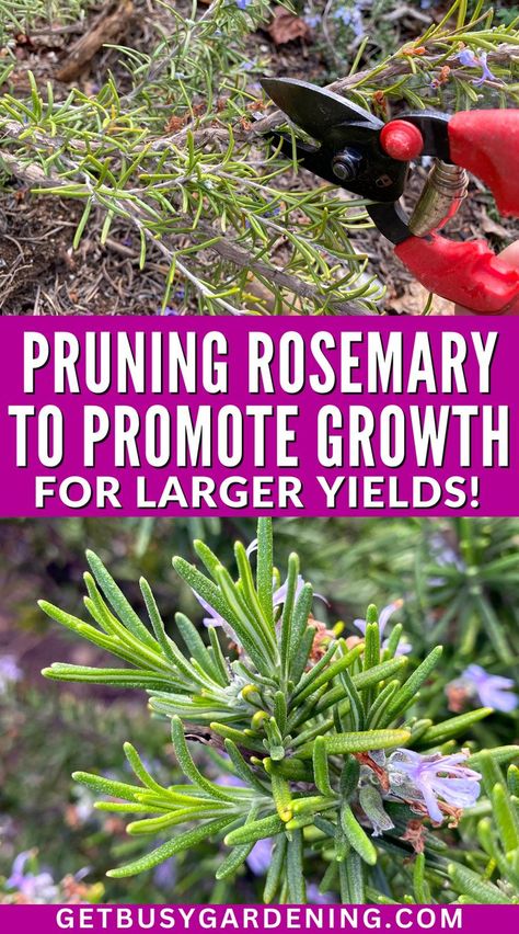 Growing Rosemary Outdoors, How To Trim Rosemary Plant, How To Prune Rosemary, Pruning Rosemary, Grow Rosemary Indoors, Farming Hacks, Prune Rosemary, Rosemary Plant Care, Growing Rosemary Indoors