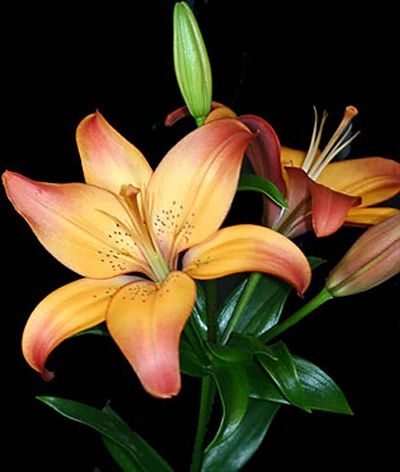 Royal Sunset - L.A. Hybrids - Lilies - Flowers by category | Sierra Flower Finder Flower Background Iphone, Virtual Flowers, Lily Plants, Beautiful Flowers Wallpapers, Pretty Plants, Flowers Perennials, Water Flowers, Lily Flower, Exotic Flowers