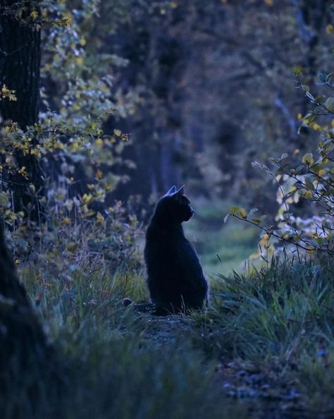 Cat In Forest Aesthetic, Black Cat Moodboard, Black Cat In Forest, Cats In Forest, Warrior Cats Aesthetic, Metal Cats, Black Cat Aesthetic, Being Weird, Cat Dark