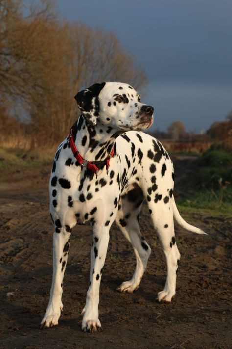 Reactive Dog, Dalmatian Puppy, Dalmatian Dog, Dalmatian Dogs, Australian Shepherds, Pretty Dogs, West Highland Terrier, Cute Dogs And Puppies, Scottish Terrier