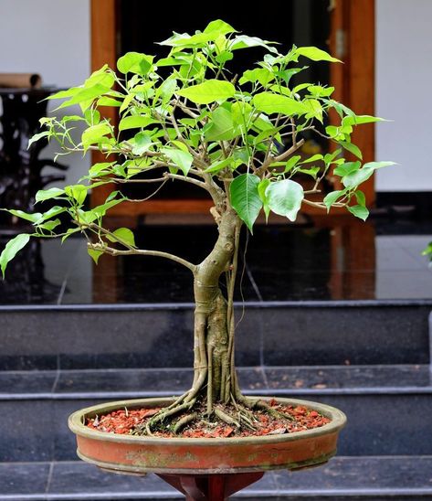 ficus plant design | ficus plant design ideas for home Bonsai Tree For Beginners, Bonsai Aesthetic, Bonsai For Beginners, Ficus Bonsai Tree, Ficus Plant, Flowering Bonsai Tree, Ficus Bonsai, Tropical Places, Bonsai Pruning