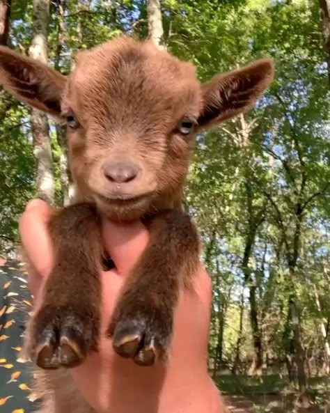 Mini Goats Pet, Miniature Goat, Miniature Goats, Mini Goats, Pygmy Goat, Your Adorable, Baby Goat, Cute Goats