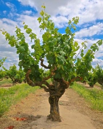 Lodi Winegrape Commission - Blog - The past, present and future usages of head trained vines in Lodi Grape Vine Pruning, Grape Vine Trellis, Grapevine Growing, Training Vines, Grape Tree, Pruning Fruit Trees, Vine Trellis, Alternative Living, Hydrangea Garden