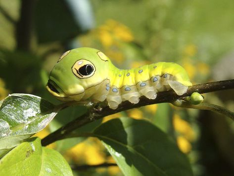 Silkworm Moth, Swallowtail Caterpillar, Spicebush Swallowtail, Cecropia Moth, Scary Snakes, Spider Species, Milkweed Plant, Tiger Moth, Big Scary