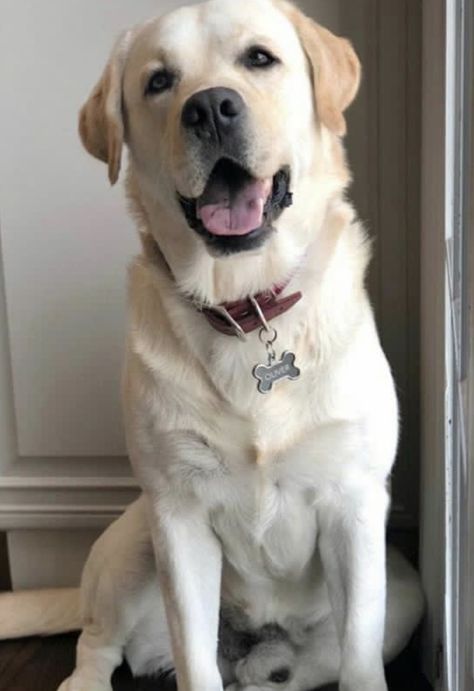 White Labrador Puppy, Labrador Noir, English Labrador, Yellow Labs, Bored Dog, Super Cute Puppies, Lab Dogs, Labrador Retriever Puppies, Lab Puppies