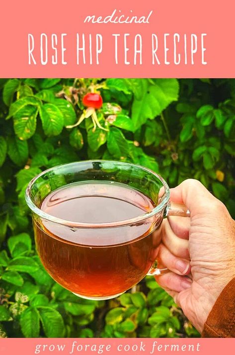 You simply must try this Rose Hip Tea Recipe. Rich in vitamin C, this homemade herbal tea not only soothes but nourishes. It's one of the easiest rosehip recipes you make with only one ingredient, ripe rose hips! If you're fall foraging rose hips, it's time you tried this delicious drink. Rose Hip Tea Benefits, Rose Hip Jelly, Dandelion Tea Recipe, Rose Hip Tea, Rosehip Recipes, Fall Foraging, Easy Fall Recipes, Seasonal Recipes Fall, Rosehip Tea