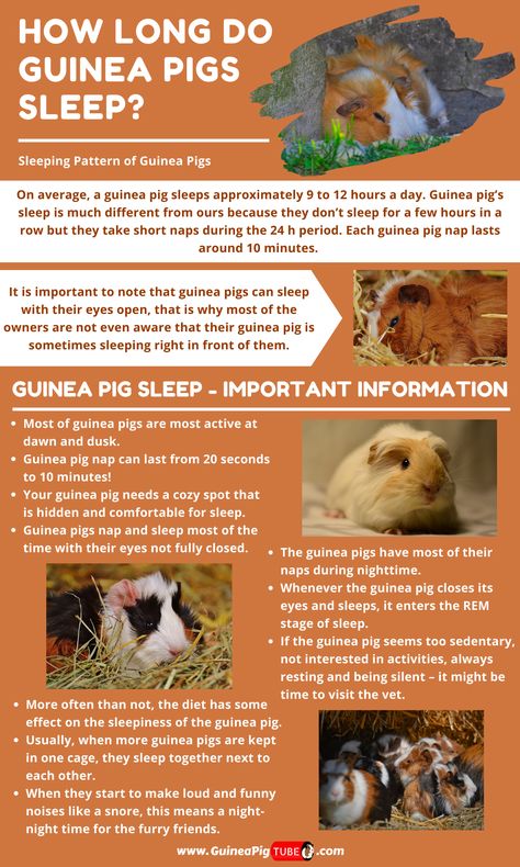 Do you know for how long do guinea pigs sleep? In this article, you can find out all the information about guinea pigs sleeping schedule. Read what is the reason behind the strange sleepless pattern of guinea pigs, about the importance of the comfort and eyes closed for guinea pigs. Also learn about the impact of food on the sleep pattern of guinea pigs, sleeping in groups, guinea pig sounds and much much more. #guineapigsleeping #guineapigs #guineapigbehavior #guineapiglife Indoor Guinea Pig Cage Ideas, Homemade Guinea Pig Cage, Pigs Sleeping, Guinea Pig Snacks, Guinea Pig Cage Ideas, Diy Guinea Pig Toys, Guinea Pig Breeds, Guinea Pig Information, Indoor Guinea Pig Cage