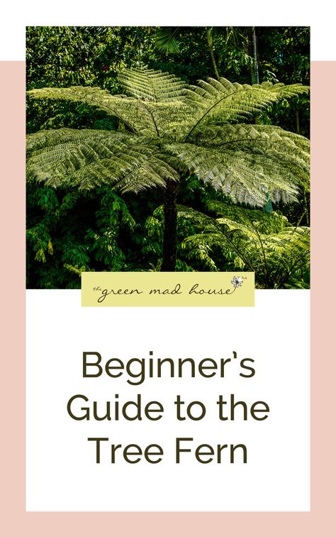 Giant Chain Fern, Fern Tree Garden, Tree Fern In Pot, Tree Ferns In Gardens, Stoep Idees, Tropical Ferns, Australian Tree Fern, Fern Tree, Repotting Plants