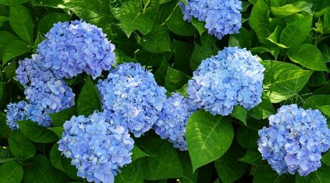 Can You Grow Hydrangeas in Hardiness Zone 9? Tuff Stuff Ah Ha Hydrangea, Blue Jangles Hydrangea, Hydrangea Quercifolia Snow Queen, Hydrangeas Flowers, Hydrangea Endless Summer, Blue Enchantress Hydrangea, Hydrangea Serrata, Bigleaf Hydrangea, Types Of Hydrangeas