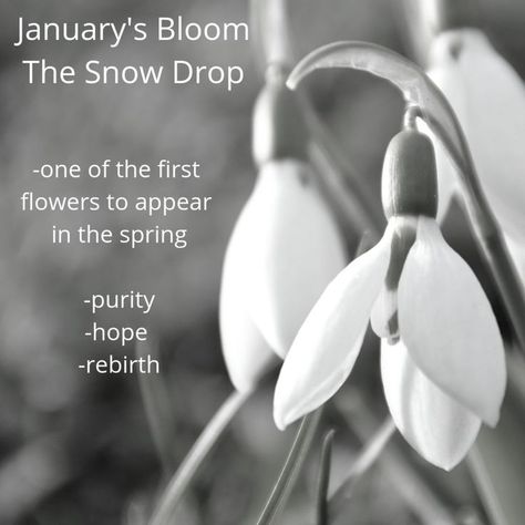 Snow Drop Flower, Snow Drops Flowers, Snowdrop Flower, January Birth Flowers, Snow Drop, Flower Chart, Snow Drops, Different Types Of Flowers, Flower Meanings